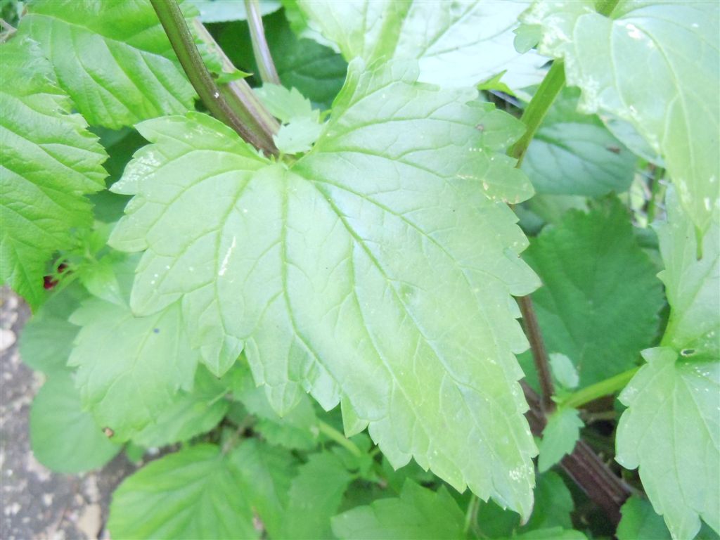 Scrophularia peregrina